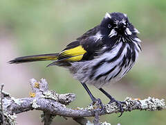 New Holland Honeyeater