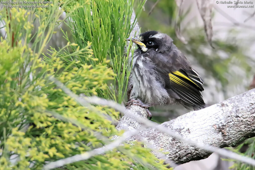 New Holland Honeyeaterjuvenile, identification