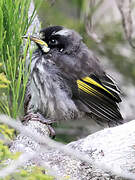 New Holland Honeyeater