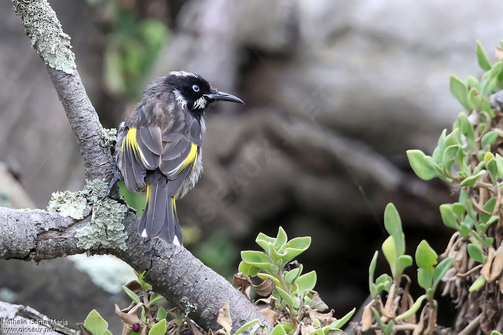 New Holland Honeyeateradult