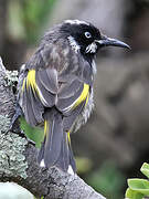 New Holland Honeyeater