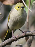 White-plumed Honeyeater