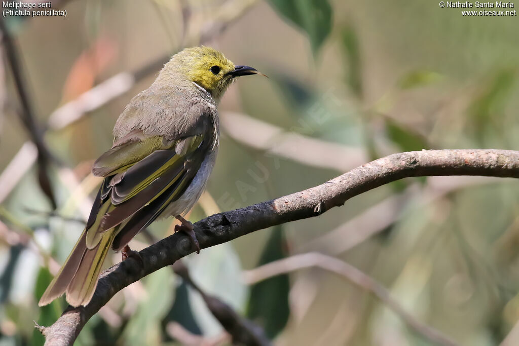 White-plumed Honeyeateradult breeding, identification