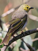 White-plumed Honeyeater