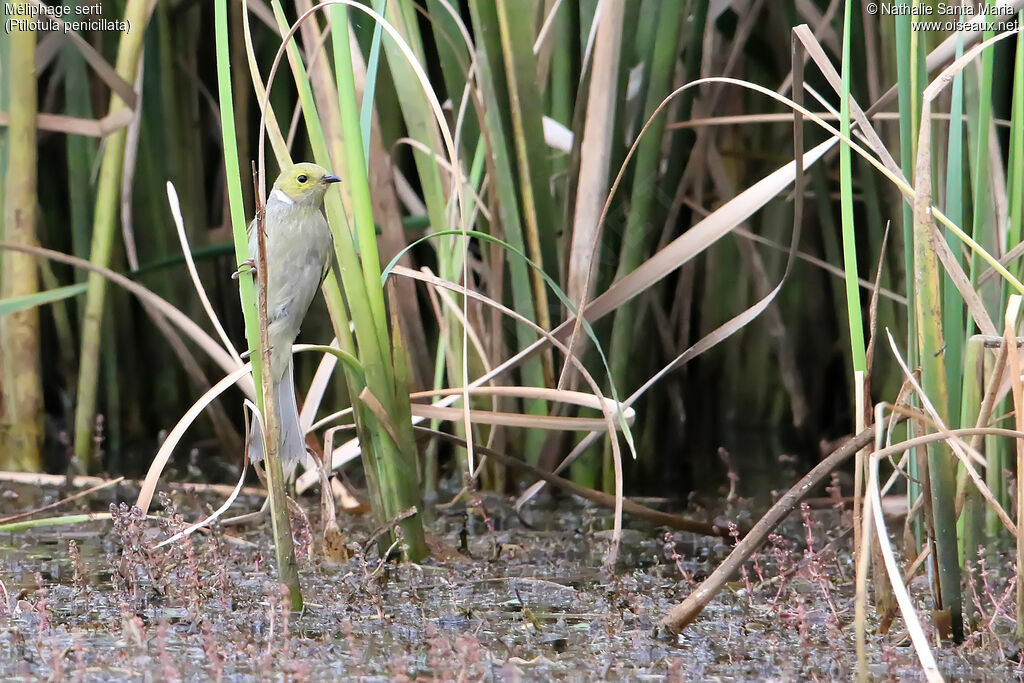 White-plumed Honeyeateradult breeding, identification