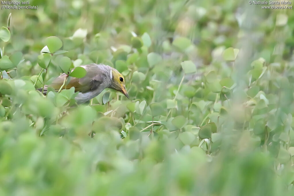 White-plumed Honeyeateradult post breeding, identification, fishing/hunting