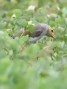 White-plumed Honeyeater