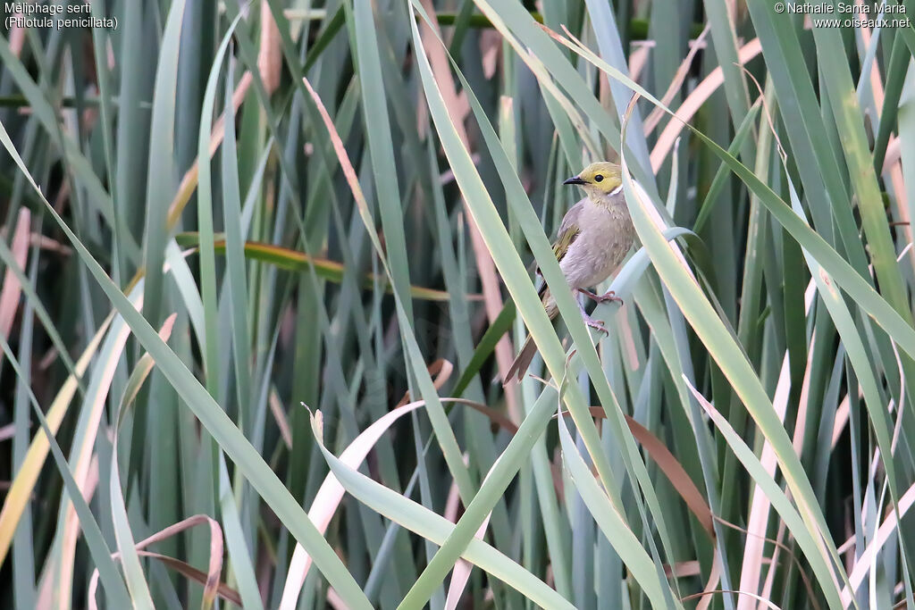 White-plumed Honeyeateradult breeding, habitat, fishing/hunting