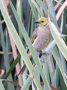 White-plumed Honeyeater