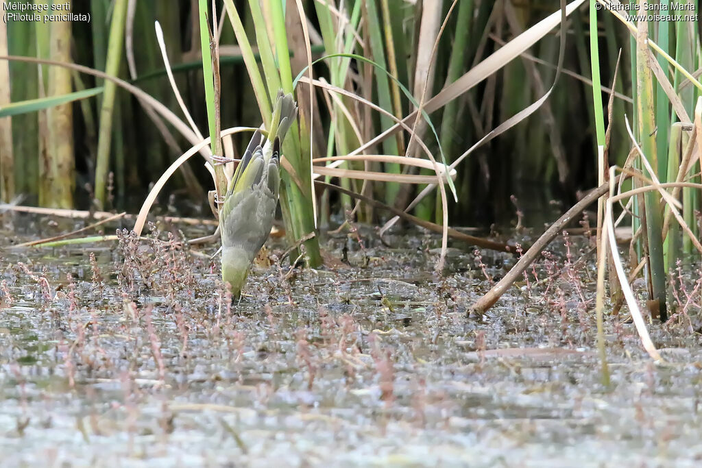 White-plumed Honeyeateradult, drinks