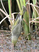 White-plumed Honeyeater