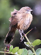 Moustached Grass Warbler