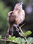 Moustached Grass Warbler