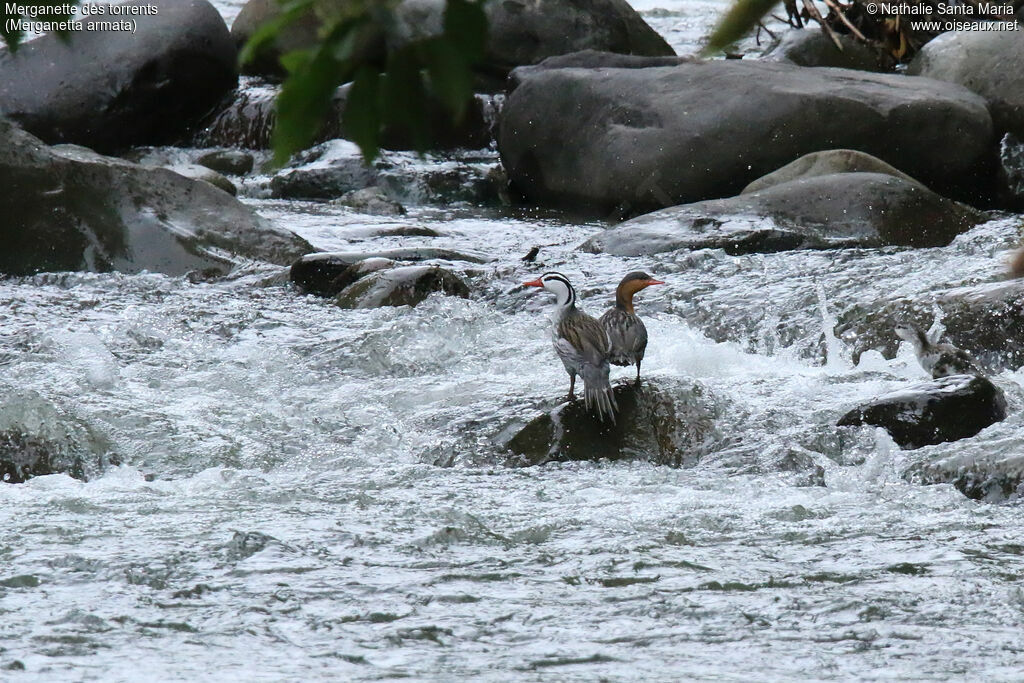 Torrent Duckadult, habitat