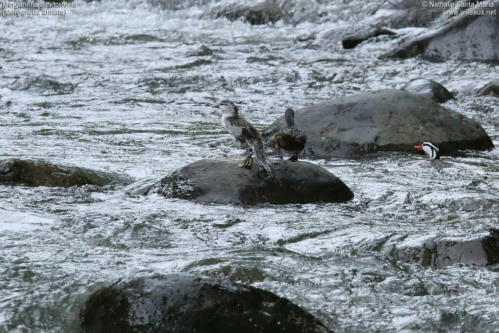 Torrent Duck female juvenile