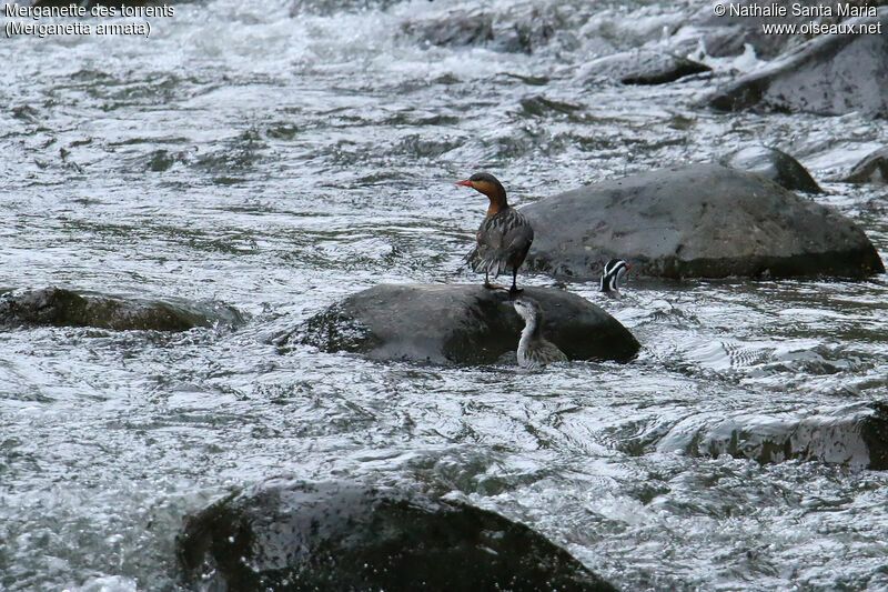 Torrent Duck, identification, swimming