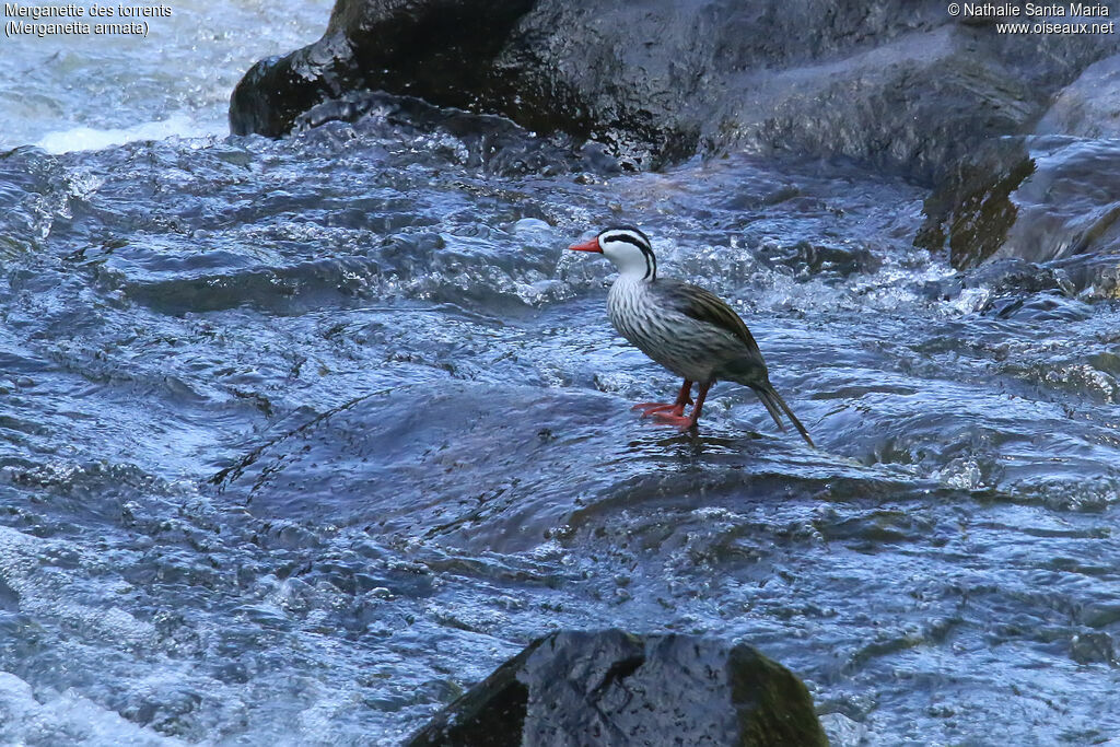 Torrent Duck male adult, identification