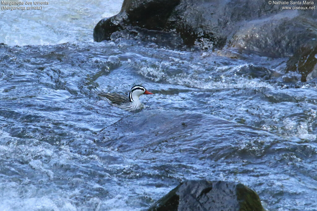 Torrent Duck male adult, identification, swimming