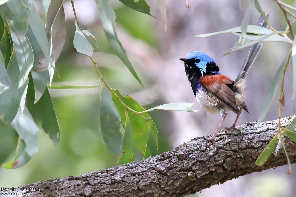 Variegated Fairywren male adult breeding, Behaviour