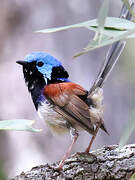 Variegated Fairywren