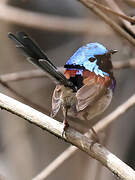 Variegated Fairywren