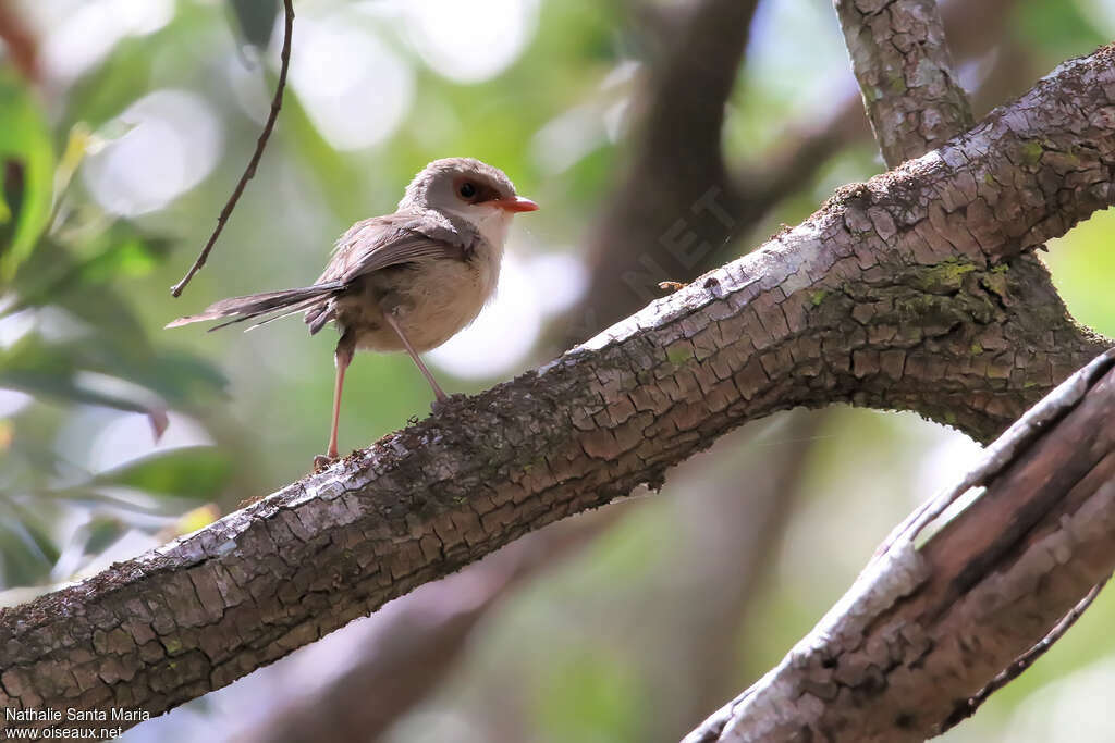 Variegated Fairywren female adult