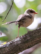 Variegated Fairywren