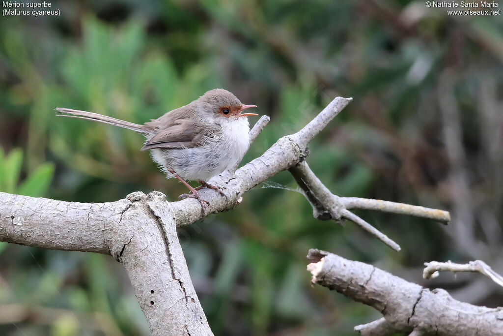 Superb Fairywren female, identification