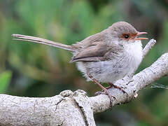 Superb Fairywren