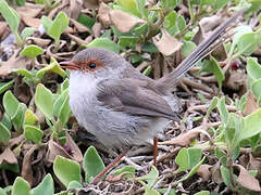 Superb Fairywren