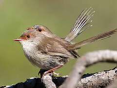 Superb Fairywren