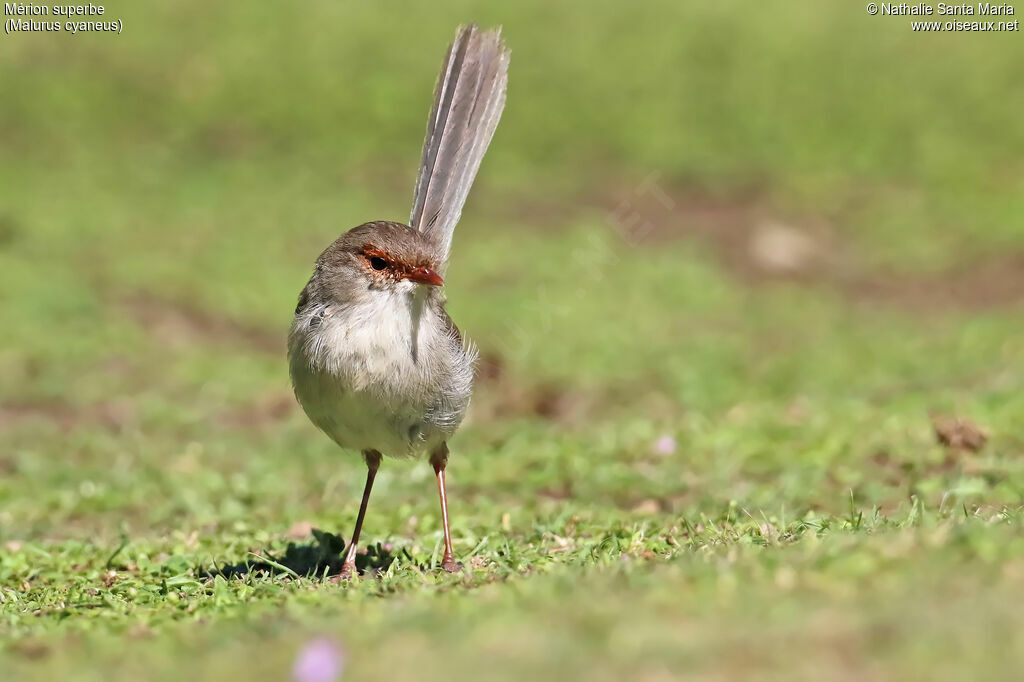 Superb Fairywren female adult, identification