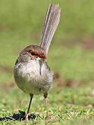 Superb Fairywren