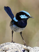 Superb Fairywren