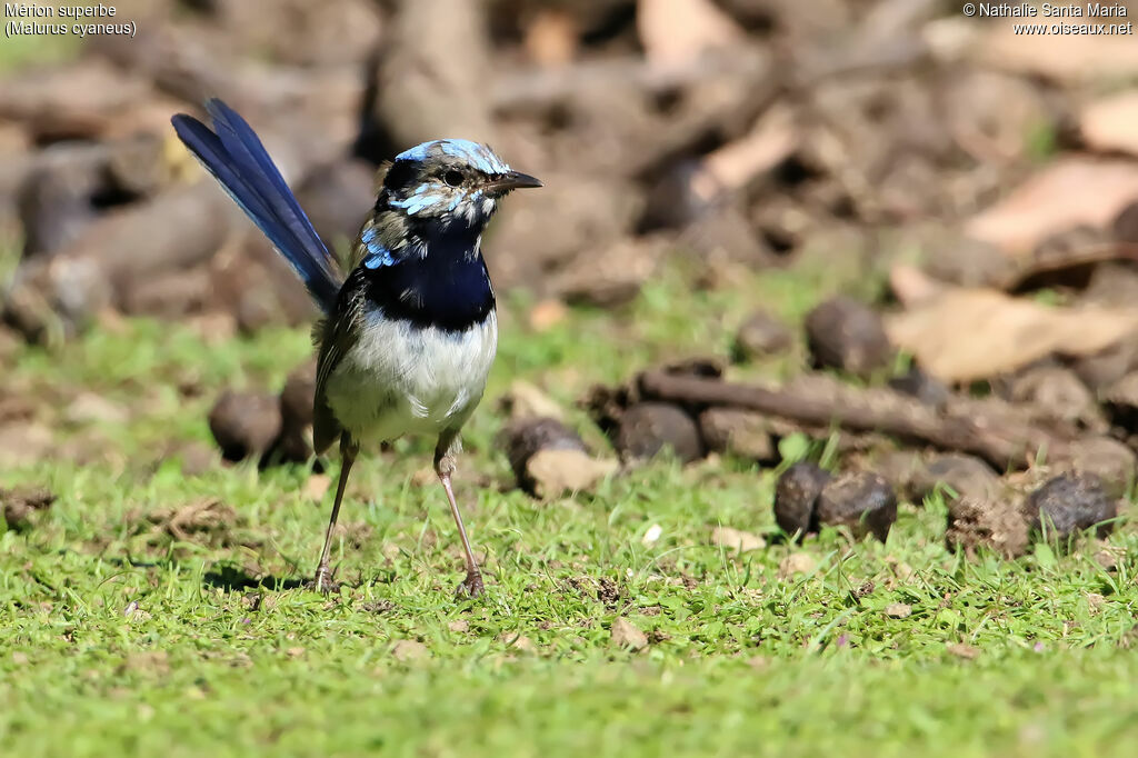 Superb Fairywren male adult, identification, moulting