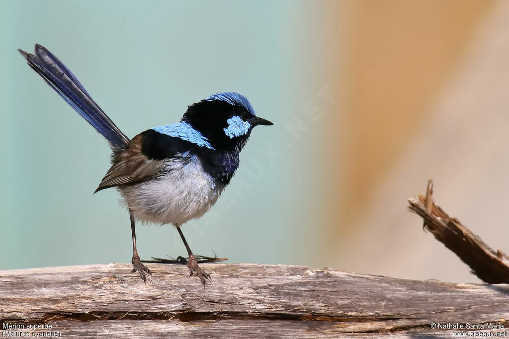 Superb Fairywren male adult breeding, identification