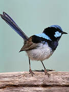 Superb Fairywren