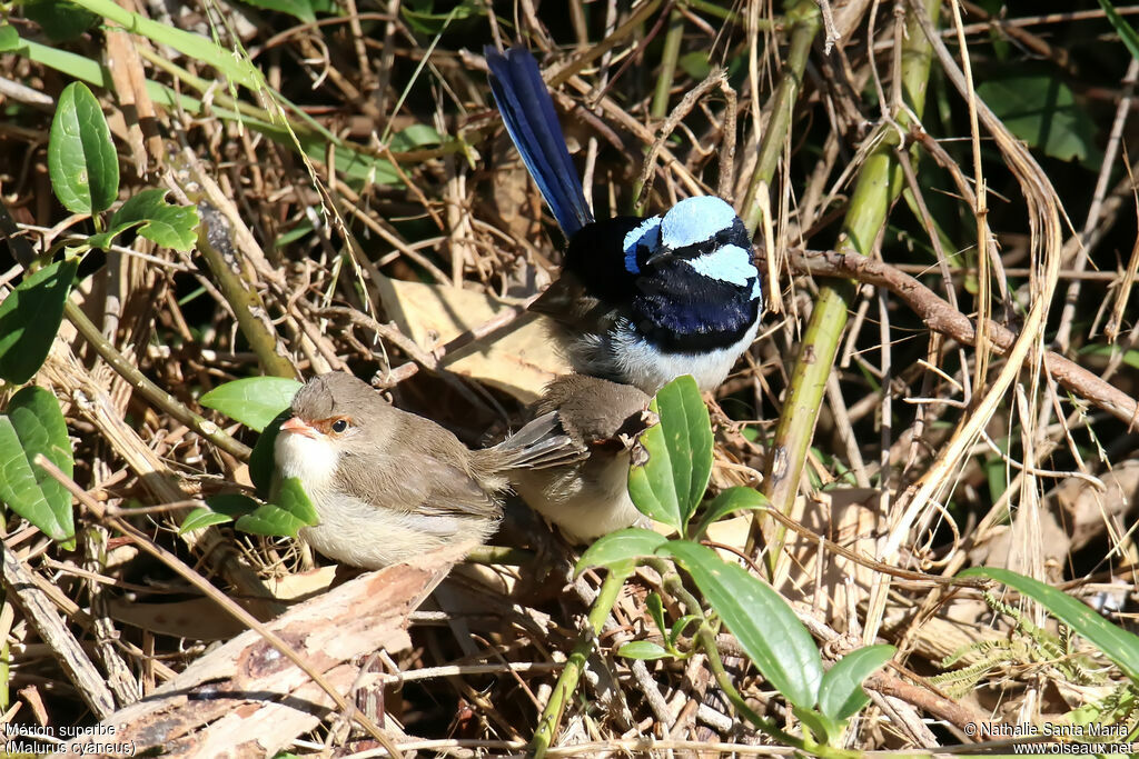 Superb Fairywren, habitat