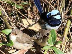 Superb Fairywren