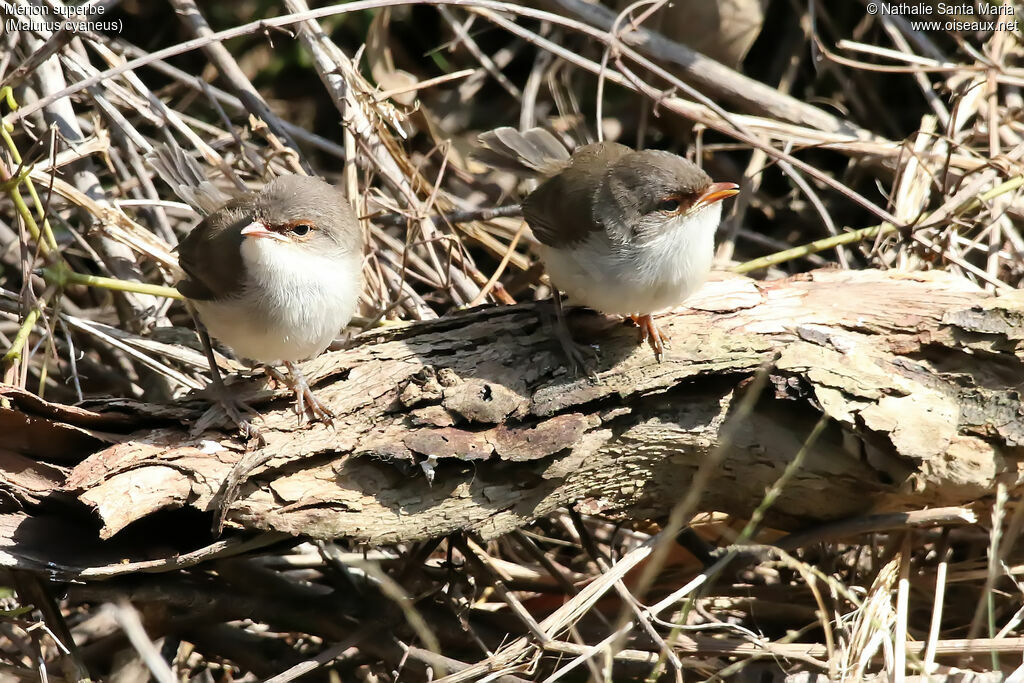 Superb Fairywrenjuvenile, habitat