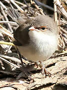 Superb Fairywren