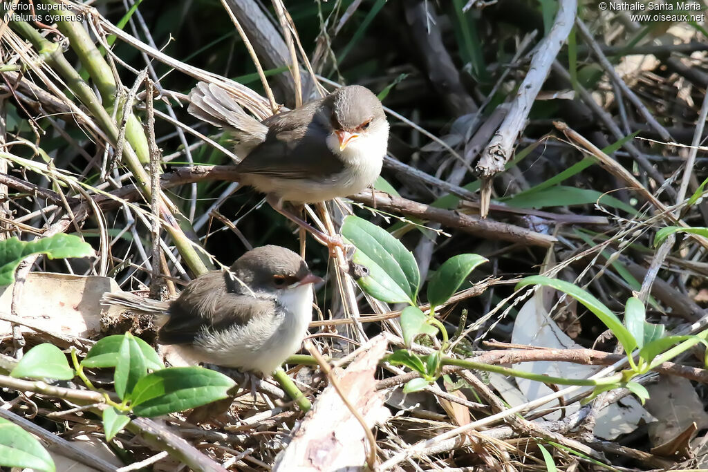 Mérion superbejuvénile, habitat