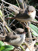 Superb Fairywren