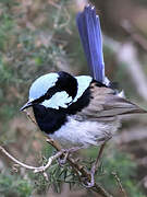 Superb Fairywren