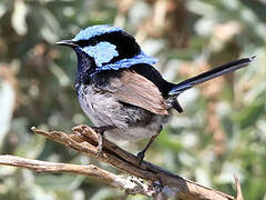 Superb Fairywren