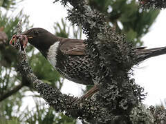 Ring Ouzel