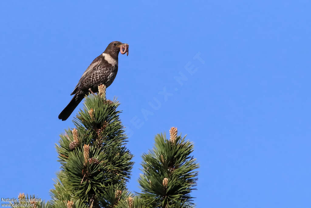 Ring Ouzeladult breeding, feeding habits, Reproduction-nesting