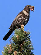 Ring Ouzel