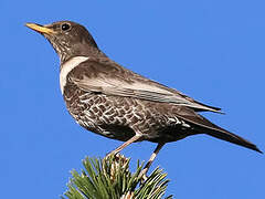 Ring Ouzel