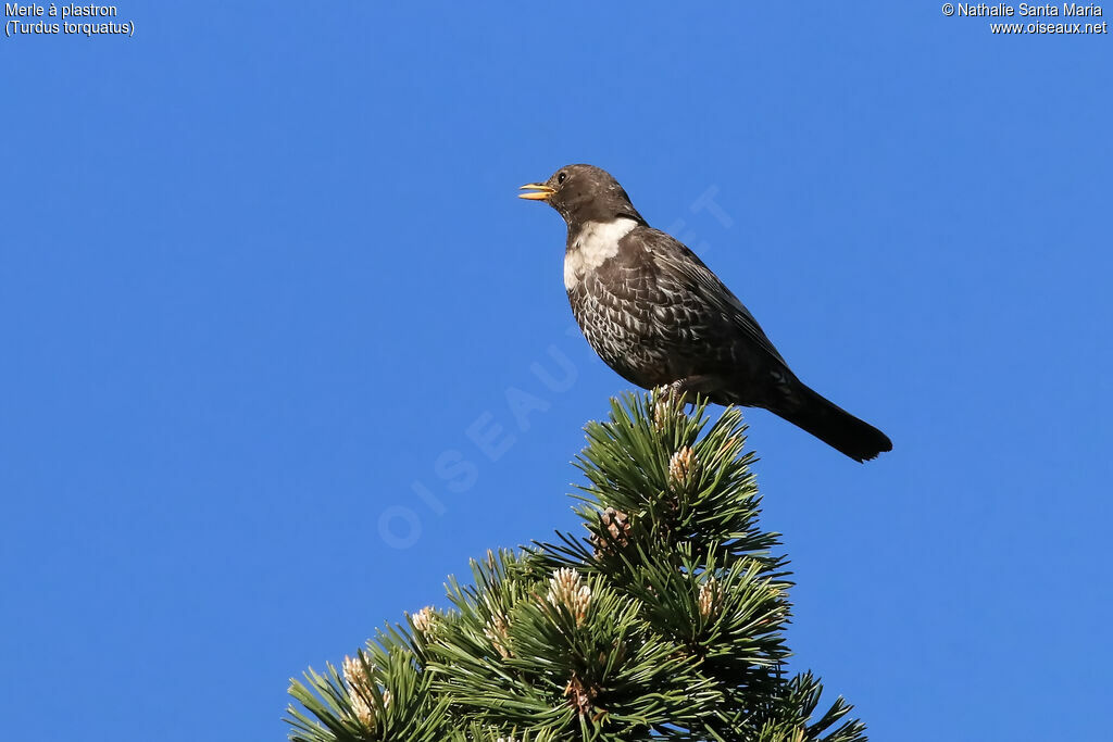 Ring Ouzeladult breeding, identification